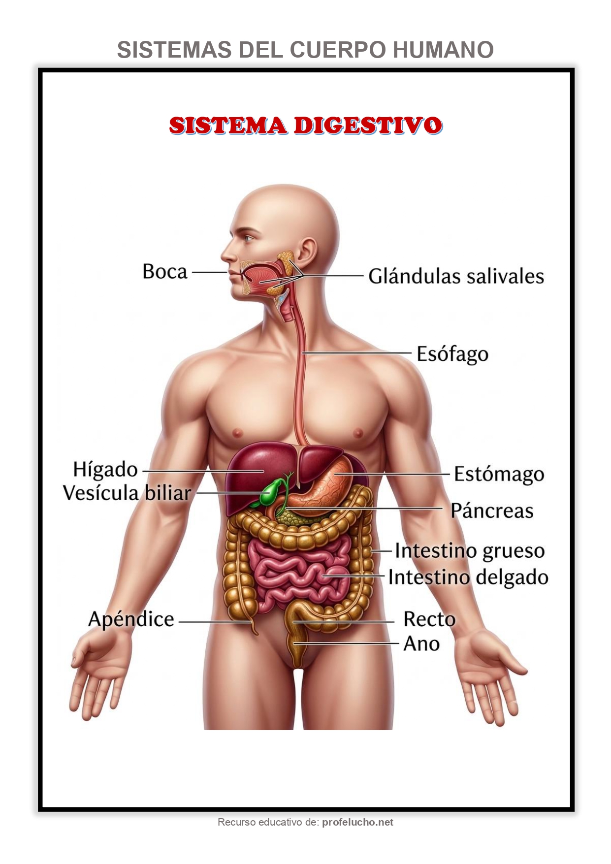  ProfeLucho.net 