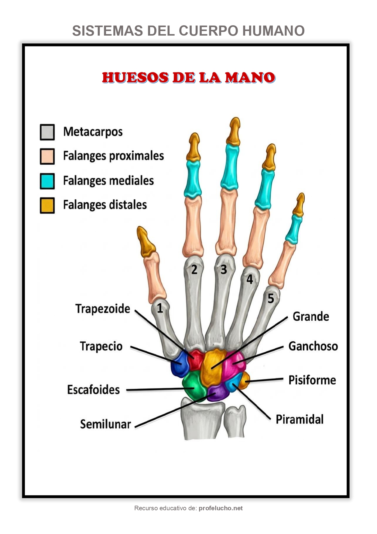  ProfeLucho.net 