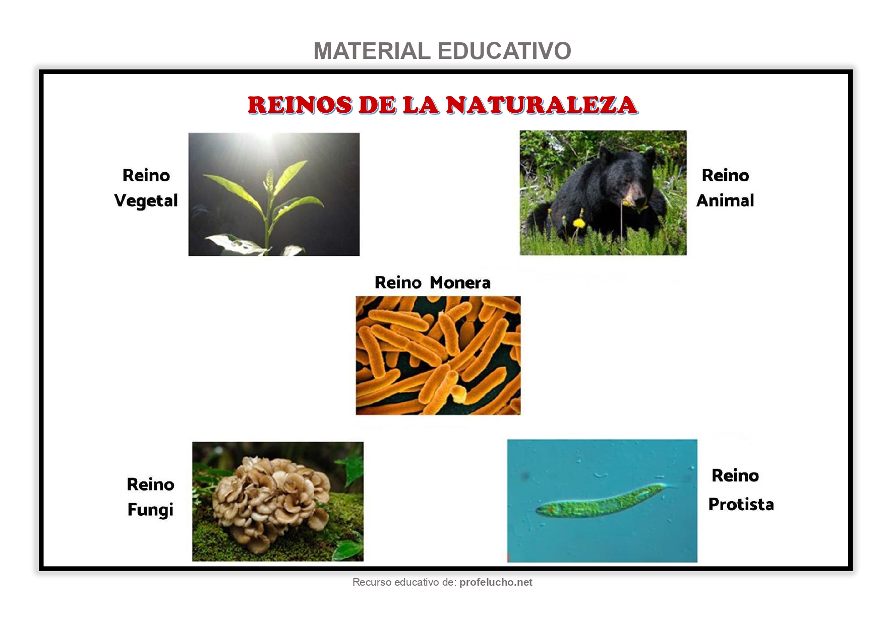  ProfeLucho.net 
